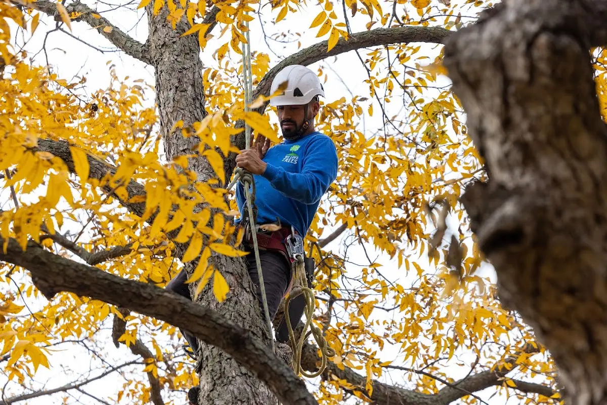 Skilled Storm Damage Cleanup crew working in Rantoul
